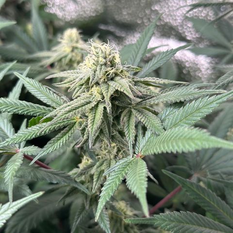 Watermelon Zkittlez 🍉🍭 growlog timeline photo