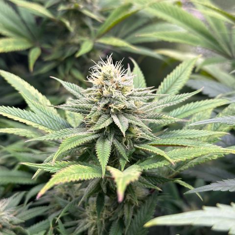 Pineapple Express 🍍 growlog timeline photo