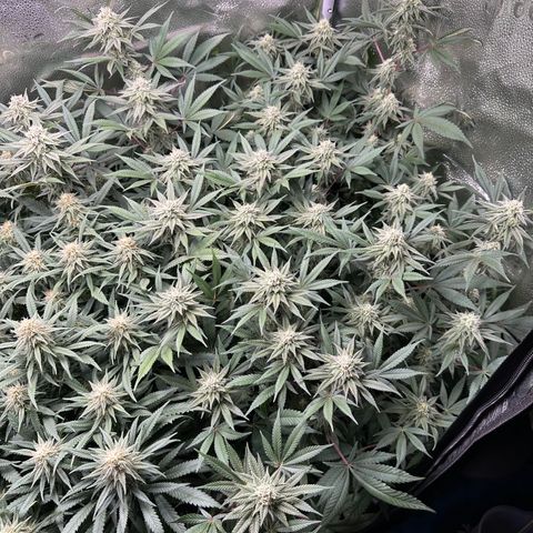 Watermelon Zkittlez 🍉🍭 growlog timeline photo