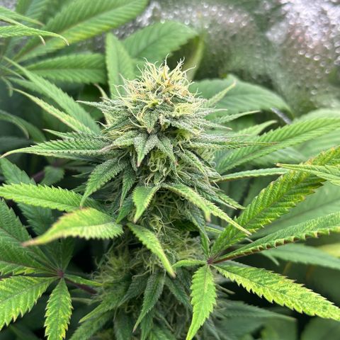 Pineapple Express 🍍 growlog timeline photo