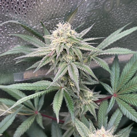 Watermelon Zkittlez 🍉🍭 growlog timeline photo