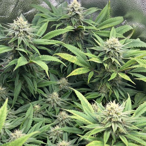 Pineapple Express 🍍 growlog timeline photo