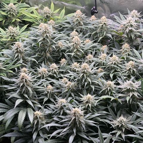Lemon Cherry Gelato 🍋🍒 growlog timeline photo