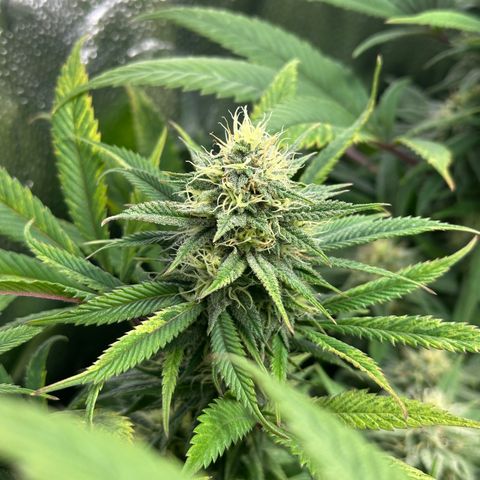 Pineapple Express 🍍 growlog timeline photo