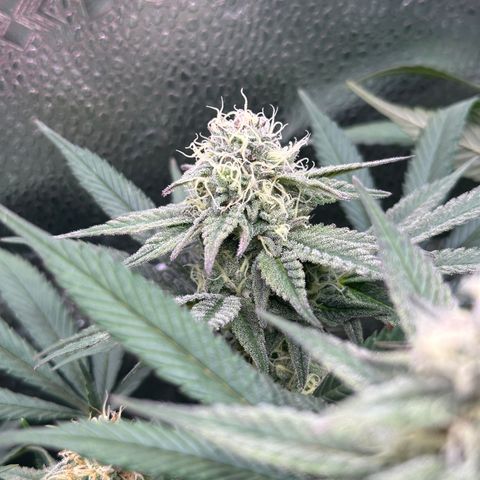 Watermelon Zkittlez 🍉🍭 growlog timeline photo
