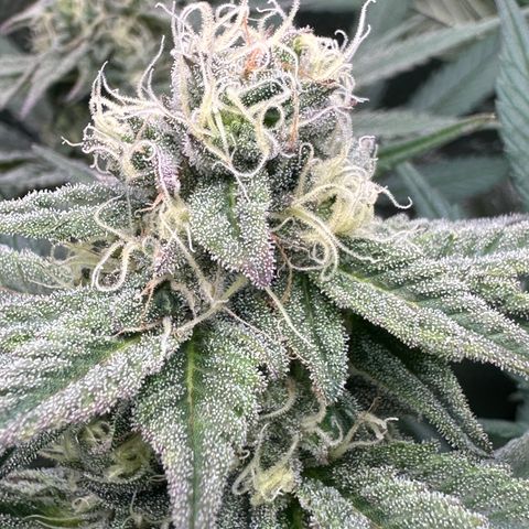 Watermelon Zkittlez 🍉🍭 growlog timeline photo