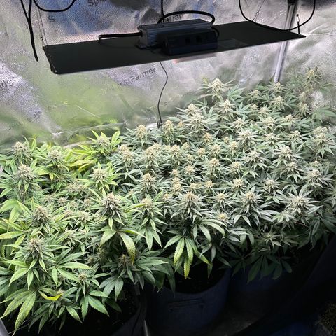 Lemon Cherry Gelato 🍋🍒 growlog photo: L: PE / M: LCG / R: WZ