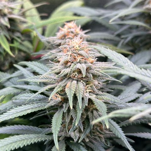 Lemon Cherry Gelato 🍋🍒 growlog timeline photo