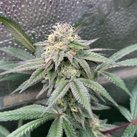 Watermelon Zkittlez 🍉🍭 growlog timeline photo