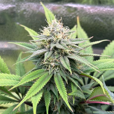 Pineapple Express 🍍 growlog timeline photo