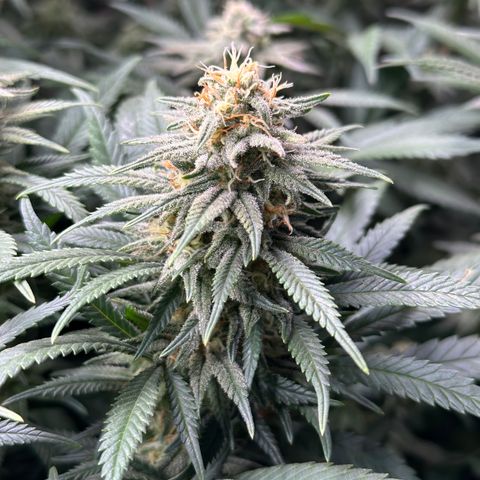 Lemon Cherry Gelato 🍋🍒 growlog timeline photo