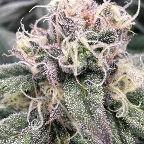 Watermelon Zkittlez 🍉🍭 growlog timeline photo