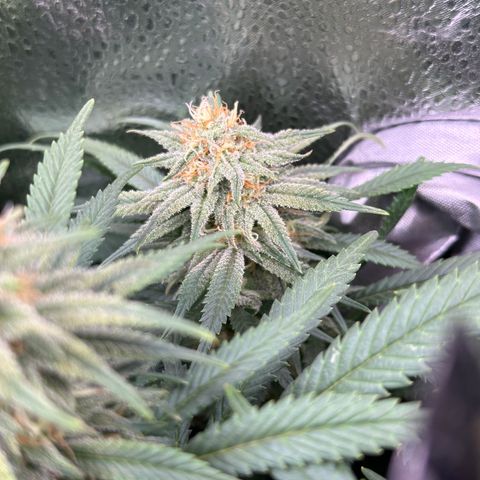 Lemon Cherry Gelato 🍋🍒 growlog timeline photo