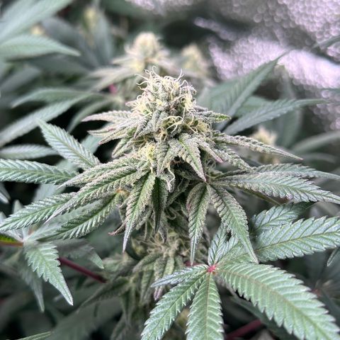Watermelon Zkittlez 🍉🍭 growlog timeline photo
