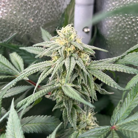 Watermelon Zkittlez 🍉🍭 growlog timeline photo