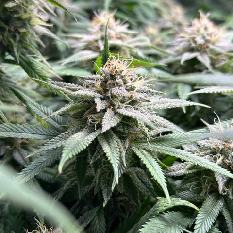 Pineapple Express 🍍 growlog timeline photo