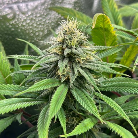 Pineapple Express 🍍 growlog timeline photo