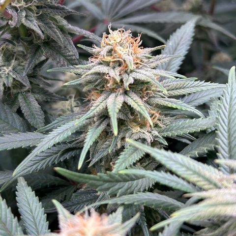 Lemon Cherry Gelato 🍋🍒 growlog timeline photo