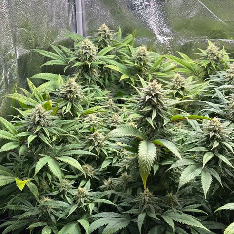 Pineapple Express 🍍 growlog timeline photo