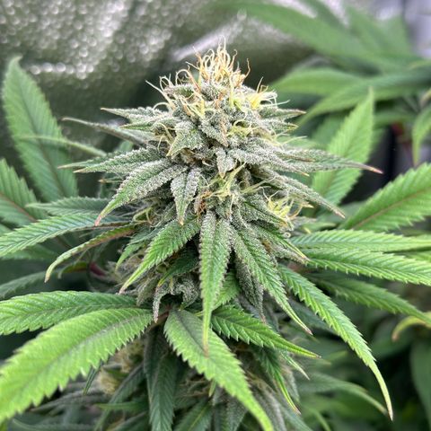 Pineapple Express 🍍 growlog timeline photo