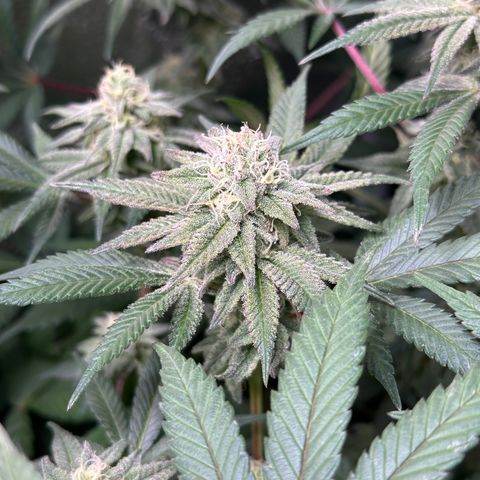 Watermelon Zkittlez 🍉🍭 growlog timeline photo