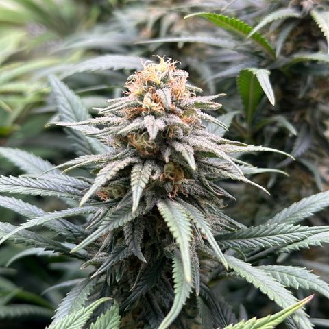 Lemon Cherry Gelato 🍋🍒 growlog timeline photo