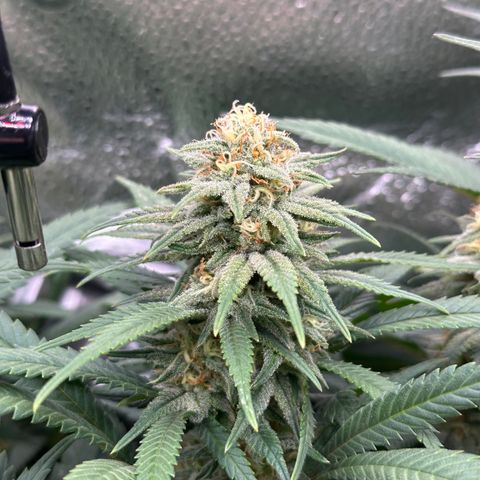 Lemon Cherry Gelato 🍋🍒 growlog timeline photo