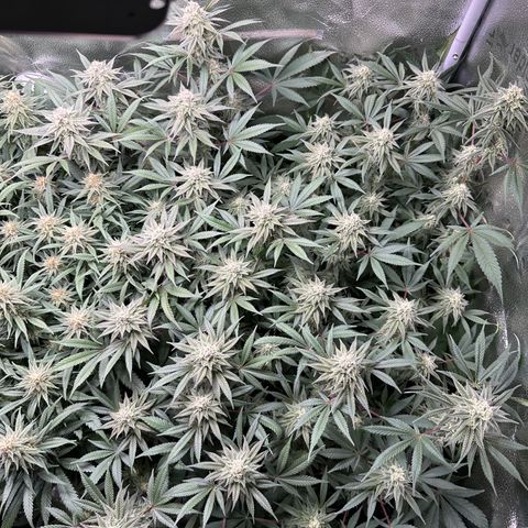 Watermelon Zkittlez 🍉🍭 growlog timeline photo