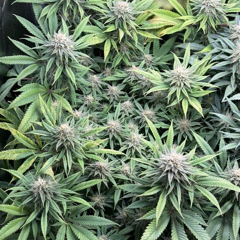 Pineapple Express 🍍 growlog timeline photo