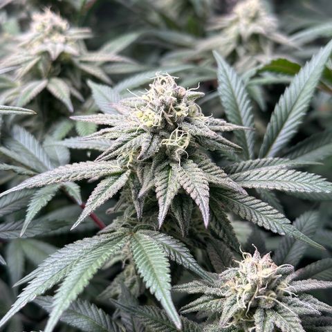 Watermelon Zkittlez 🍉🍭 growlog timeline photo
