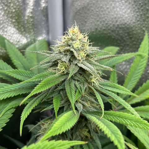 Pineapple Express 🍍 growlog timeline photo