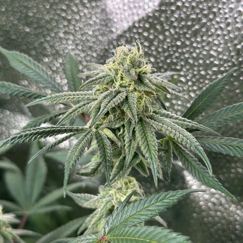 Watermelon Zkittlez 🍉🍭 growlog timeline photo