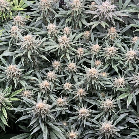 Lemon Cherry Gelato 🍋🍒 growlog timeline photo