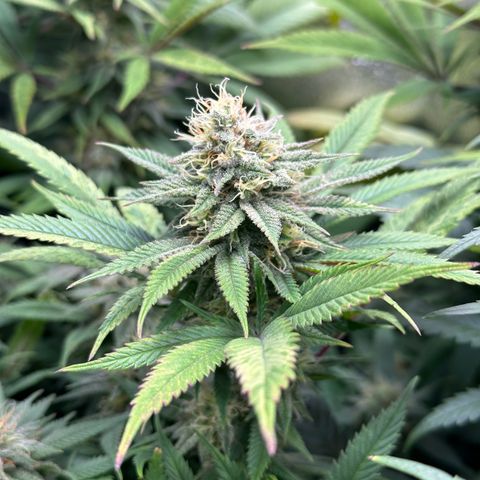 Pineapple Express 🍍 growlog timeline photo