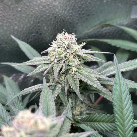 Watermelon Zkittlez 🍉🍭 growlog timeline photo