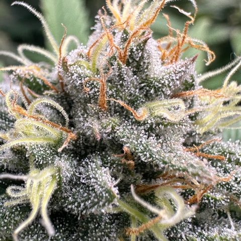 Pineapple Express 🍍 growlog timeline photo