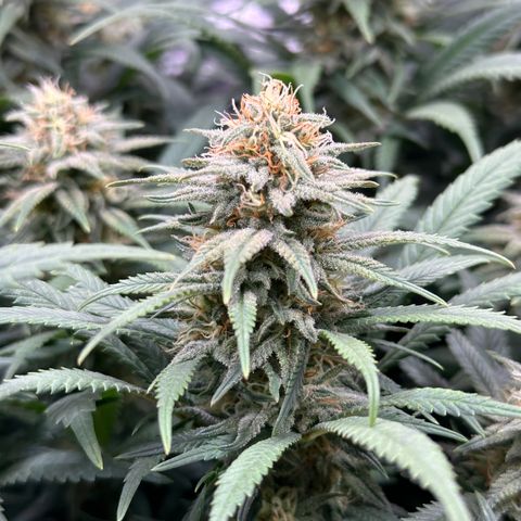 Lemon Cherry Gelato 🍋🍒 growlog timeline photo