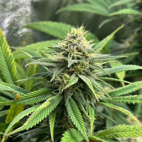 Pineapple Express 🍍 growlog timeline photo