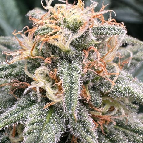 Lemon Cherry Gelato 🍋🍒 growlog timeline photo