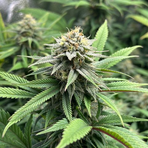 Pineapple Express 🍍 growlog timeline photo