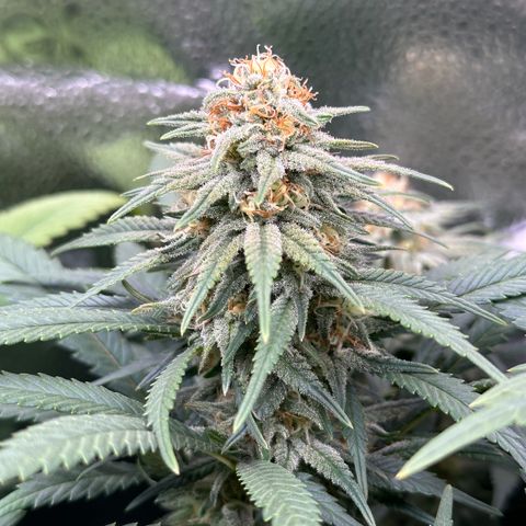 Lemon Cherry Gelato 🍋🍒 growlog timeline photo