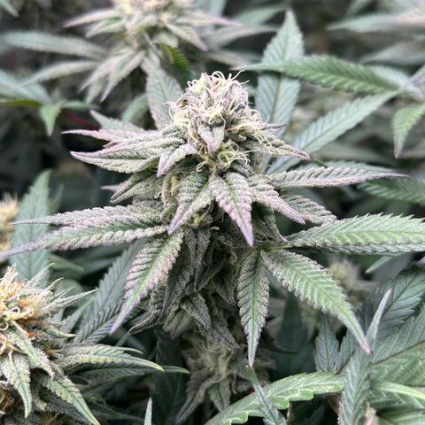 Watermelon Zkittlez 🍉🍭 growlog timeline photo