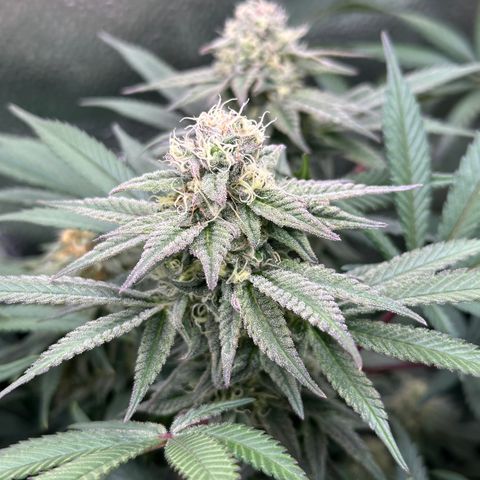 Watermelon Zkittlez 🍉🍭 growlog timeline photo