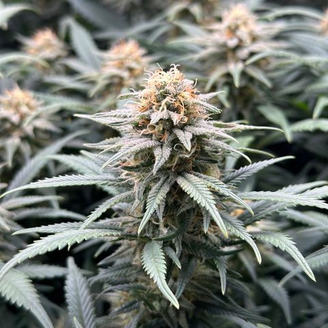 Lemon Cherry Gelato 🍋🍒 growlog timeline photo