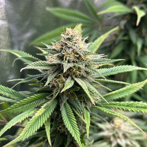 Pineapple Express 🍍 growlog timeline photo