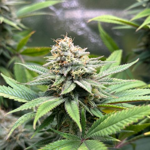 Pineapple Express 🍍 growlog timeline photo