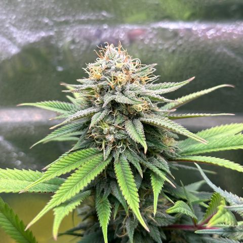 Pineapple Express 🍍 growlog timeline photo