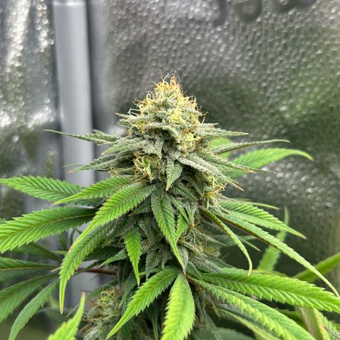 Pineapple Express 🍍 growlog timeline photo