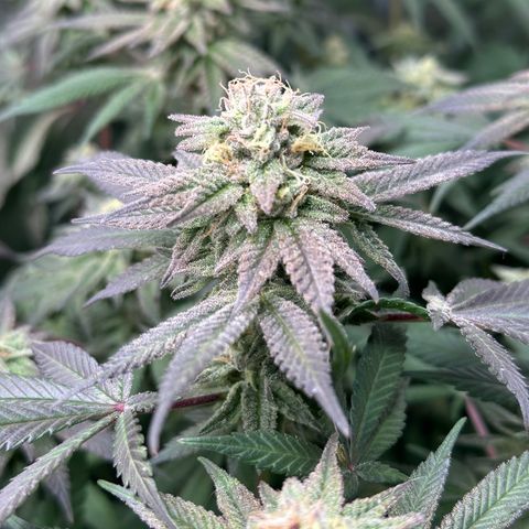 Watermelon Zkittlez 🍉🍭 growlog timeline photo