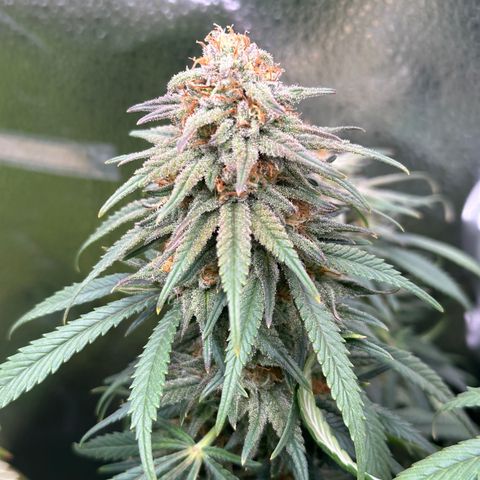 Lemon Cherry Gelato 🍋🍒 growlog timeline photo